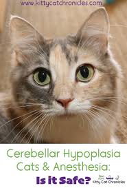 Caring for a cat with feline cerebellar hypoplasia. Cerebellar Hypoplasia Cats And Anesthesia Is It Safe Kitty Cat Chronicles