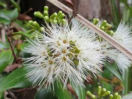 Image result for Eugenia