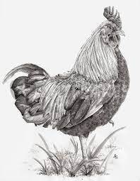 Check spelling or type a new query. Rooster Drawing Art Prints And Posters By Angelica Stanton Artflakes Com