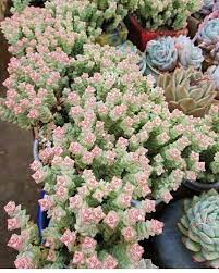 Succulent with tiny white flowers. Crassula Tom Thumb Perforata Cacti And Succulents Succulent Garden Diy Succulents