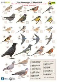 Zoiseaux De Jardin In 2020 Wild Animals Photos Bird Species Animals Wild