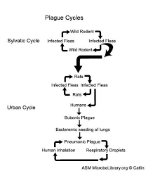 Yersinia Pestis Microbiology Evidence Based Medicine Health Research