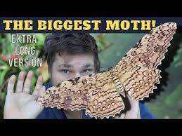 Image result for Arthropteris anniana