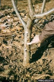 Phytophthora root rot causes a slow decline of the tree, especially in new plantings. Peach Phytophthora Root Rot How To Treat A Peach With Phytophthora Rot Peach Trees Fruit Garden Fruit Trees