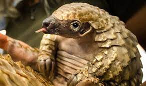 See more ideas about pangolin, pangolin pictures, animals. Reversing The Persecution Of Pangolins Investec