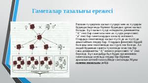 Бұл аурулардың ұрпақтарға берілуі г.мендельдің тұқым қуалау заңдылықтарына сәйкес. G I MendeldiÒ£ ZaÒ£dary Biologiya Prezentacii
