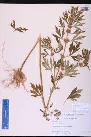 Image result for Leonurus japonicus