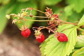 Image result for Fragaria