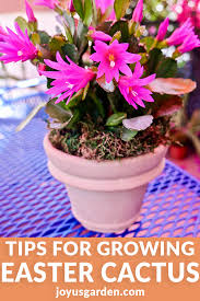 How should i take care of my indoor cactus ? Growing An Easter Cactus Spring Cactus Joy Us Garden