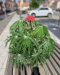 Image result for Jatropha multifida