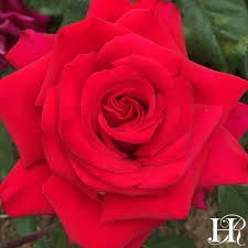 Grande Amore Tea Roses Hybrid Tea Roses Hybrid Tea Roses Garden