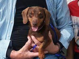 Check out our dachshund for sale selection for the very best in unique or custom, handmade pieces from our shops. Pets Pakistan Miniature Dachshund Puppies
