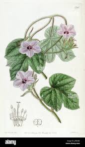 Image result for Xenostegia alatipes