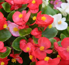 Purple foliage with streaks of blazing pink, the ti plant looks hot and gorgeous. Wax Begonias Are Shade Tolerant And Bloom Generously Its Shiny Thick Leaves Offer Great Texture And Contrast Shade Plants Container Shade Flowers Flower Pots