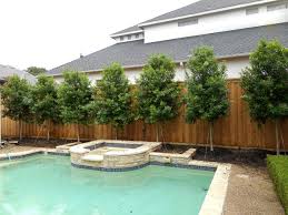 The owners of this stylish formal garden in west london wanted an elegant outdoor space to entertain. Privacy Trees And Shrubs Modern Landscaping Ideas Houzz