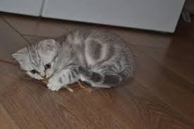 Fulton county, fulton, ky id: Kittens And Cats For Free Adoption Home Facebook