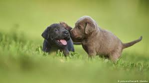 v germanii vystroilis ocheredi za shenkami foto kadr dnya dw 26 05 2020