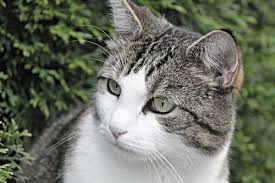 Its body length is 30 to 45 cm and covered with a thick and woolly layer of fur. Contoh Descriptive Text Tentang Hewan Kucing Dan Artinya Asaljeplak Com
