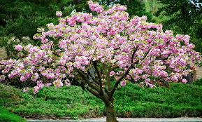 It tolerates a variety of soil conditions although its flowering may be compromised in excessively dry or wet soil. Flowering Cherry Almond Tree Groupon Goods