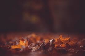 Post navigation ← fall desktop backgrounds windows 8 desktop backgrounds. Cute Fall Desktop Backgrounds Wallpaper For You Hd Wallpaper For Desktop Mobile