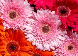 I fiori delle gerbera sono infiorescenze a capolino simili ai fiori della margherita. Gerbera Significato Simbologia E Linguaggio Della Gerbera