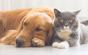 Southern california pet transport is a domestic & international pet shipping company. How To Pcs To Germany With Pets Bavarian News U S Army Garrison Bavaria
