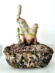 Image result for Cyphostemma subciliatum