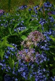 Buddleia monarch® 'prince charming' wff. 15 Garden Amsonia Wff Select Ideas Sedum Plants Garden