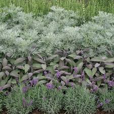 Lavender Tri Color Sage Artemesia Lavender Garden Mediterranean Garden Dry Garden