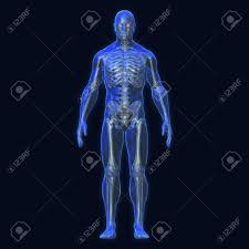 V muscles are always attached at two or more places. 3d Rendering Conceptual Human Organs And Muscle Blue Shade Stock Photo Picture And Royalty Free Image Image 120707500
