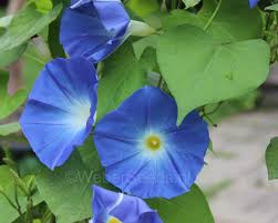 Maybe you would like to learn more about one of these? Ipomoea Tricolor Heavenly Blue