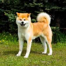 American Akita Dog Breed Profile