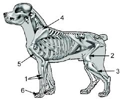Lameness caused by osteosarcoma is typically mild at the onset, but then progresses over time. Distribution Of Osteosarcoma Lesion In Decreasing Order Of Frequency Download Scientific Diagram