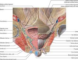 Pin By Dr Giannis Kesidis On Urology Bladder Prostate Image