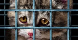 Maybe you would like to learn more about one of these? Why Do Animal Shelter Workers Burn Out Psychology Today