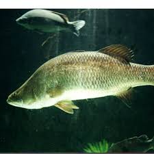 Bila musim hujan terlambat kemungkinan musim pemijahan ikan kakap putih juga terlambat. Infomina Kakap Putih