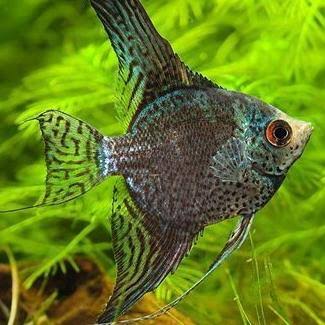 Jual Ikan Manfish Smokey Leopard - Kab. Bogor - Blessing Hobbies | Tokopedia