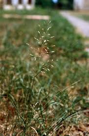 Image result for Eragrostis plana