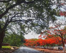 Image result for Triaspis macropteron