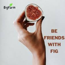 Efek protektif buah tin (ficus carica) terhadap risiko timbulnya penyakit penyerta pada obesitas. Buahtin Hashtag On Twitter