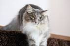 Grey Cat Breeds: The Greatest List to Choose From