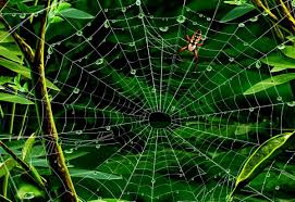 Nature background cb edit background nature abstract outdoors background image for website wall texture city backgrounds car background sky background image office. Spider Web Nature Green Picture Best Free Images