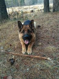 A tired dog is a happy, but more importantly, silent dog. 10 Phenomenal German Shepherd Choosing Feeding Socializing Grooming Training Ideas Blue German Shepherd Dogs German Shepherd Dogs