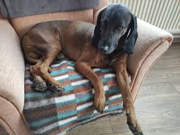 Image result for bavorský barvář