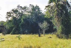 Image result for Nesogordonia holtzii