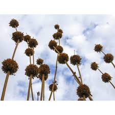 Image result for Leonotis nepetifolia