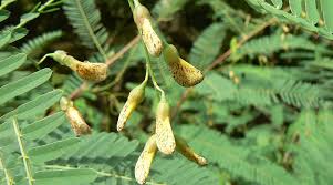 Image result for Sesbania dummeri