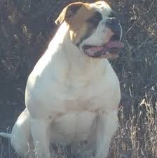 Ranchers and farmers used them to catch wild hogs, cows, and bulls for castration. American Bulldog Breeder American Bulldog Bulldog Breeds American Bulldog Puppies
