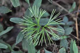 Image result for Actiniopteris semiflabellata