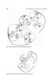 Image result for Hypertelis bowkeriana